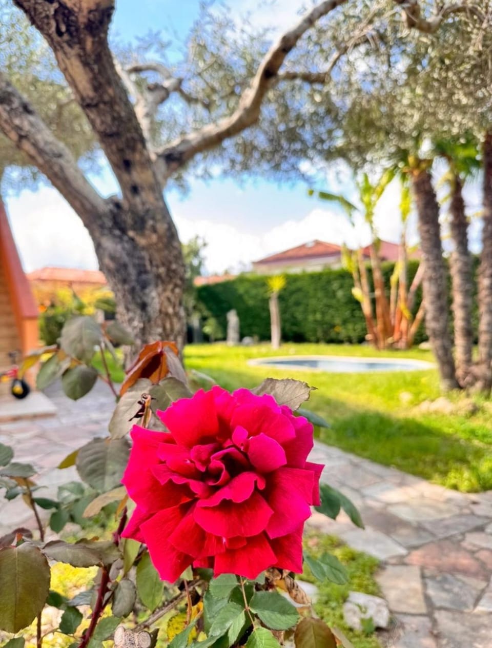 Garden view