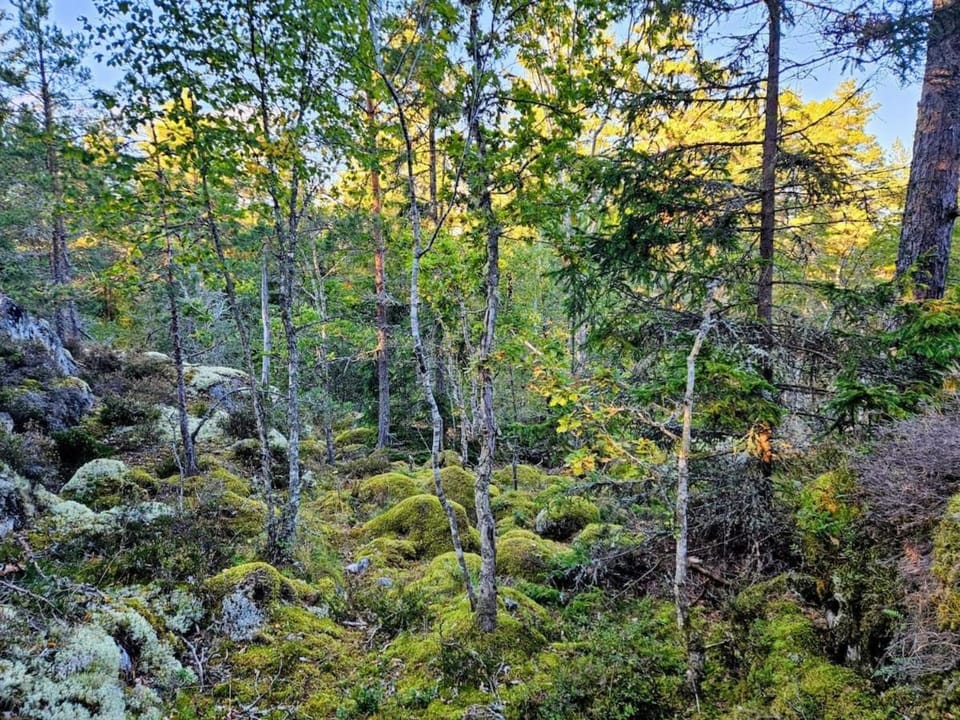 Natural landscape