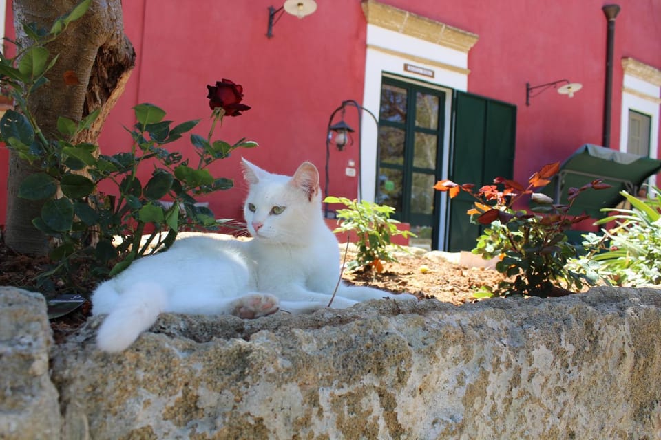 Natural landscape, Garden, Pets, Italian breakfast