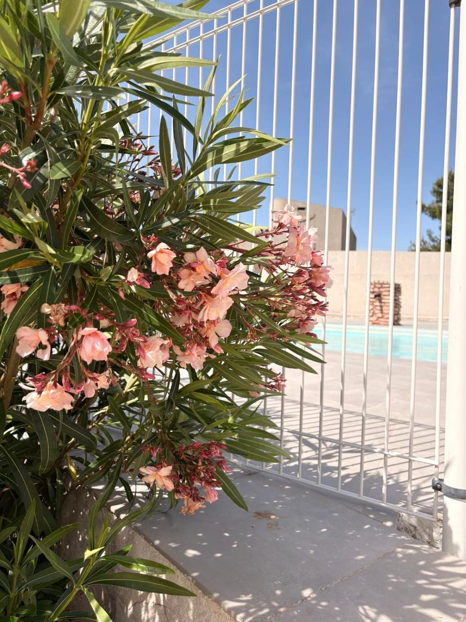 Garden view, Pool view