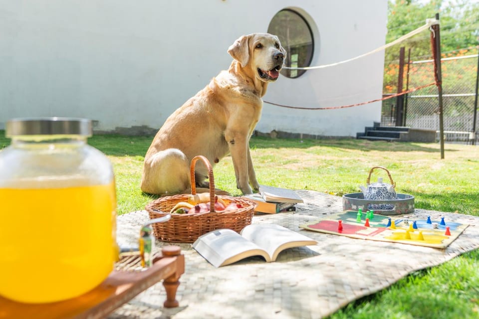 Day, Food and drinks, Pets