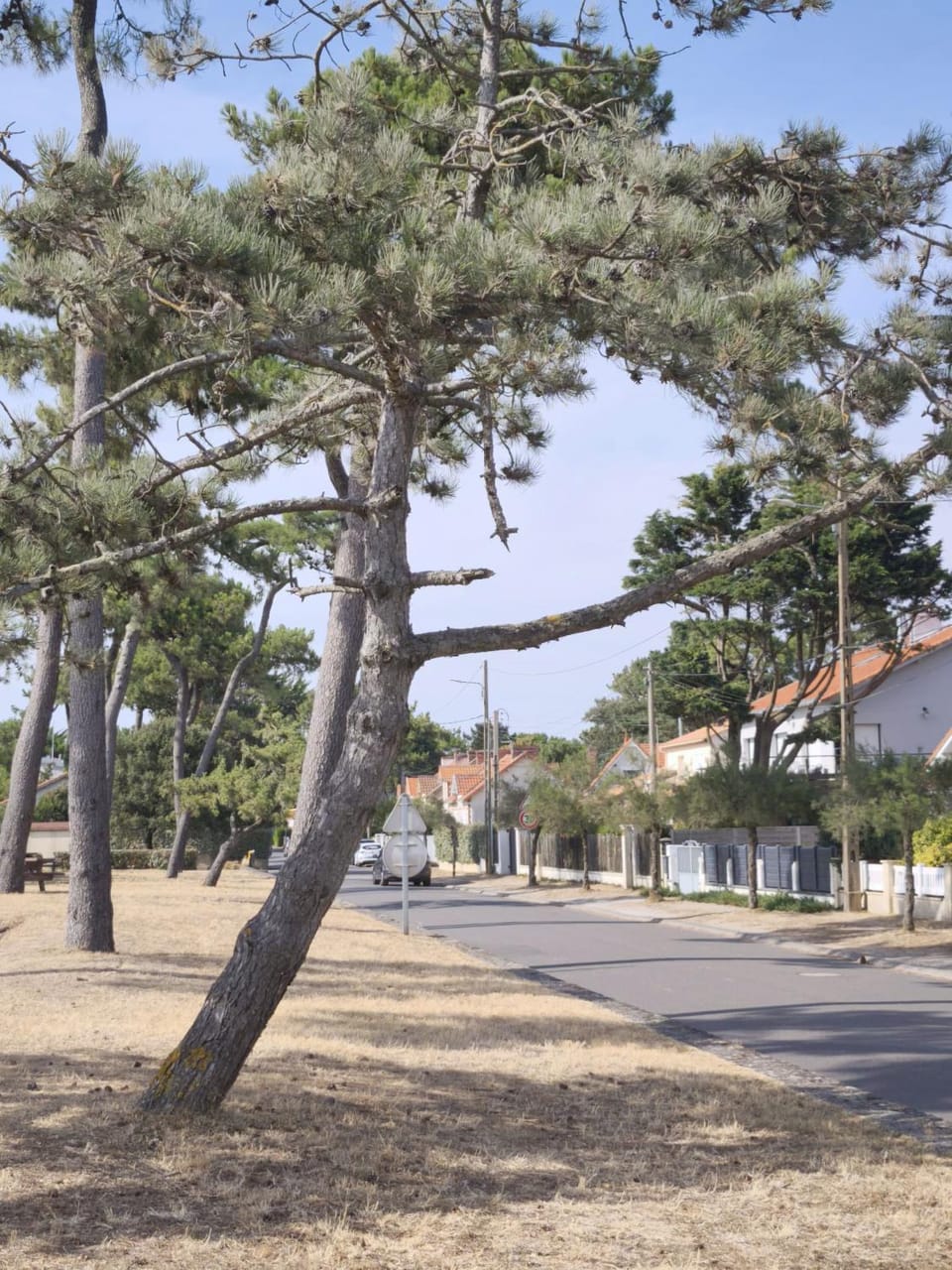 Spring, Neighbourhood, Natural landscape, Street view