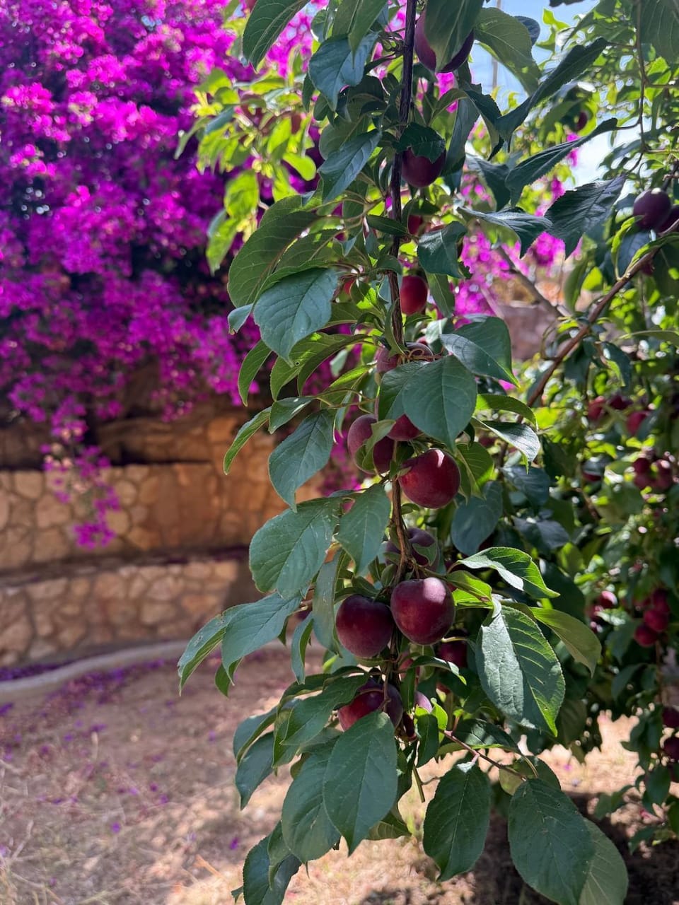 Spring, Day, Garden, Garden view