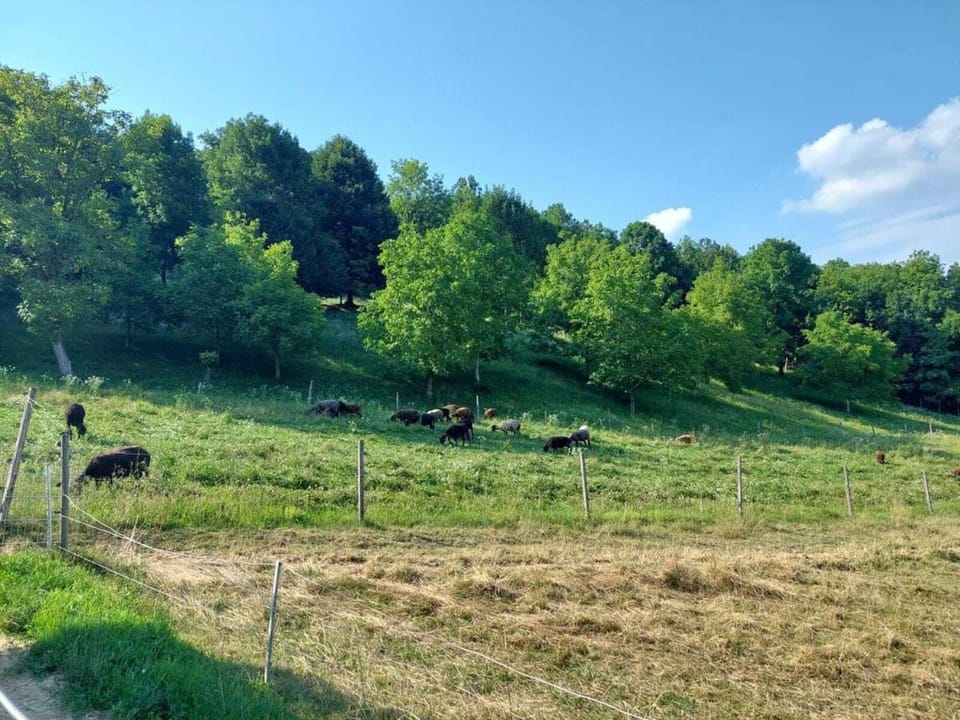 Ferienhaus Waldesruh House in Styria