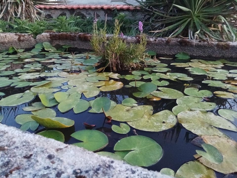 Natural landscape, Garden, Garden view