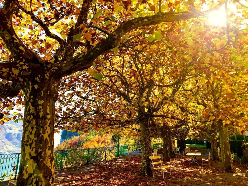 Autumn