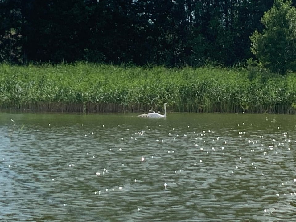 Lake view