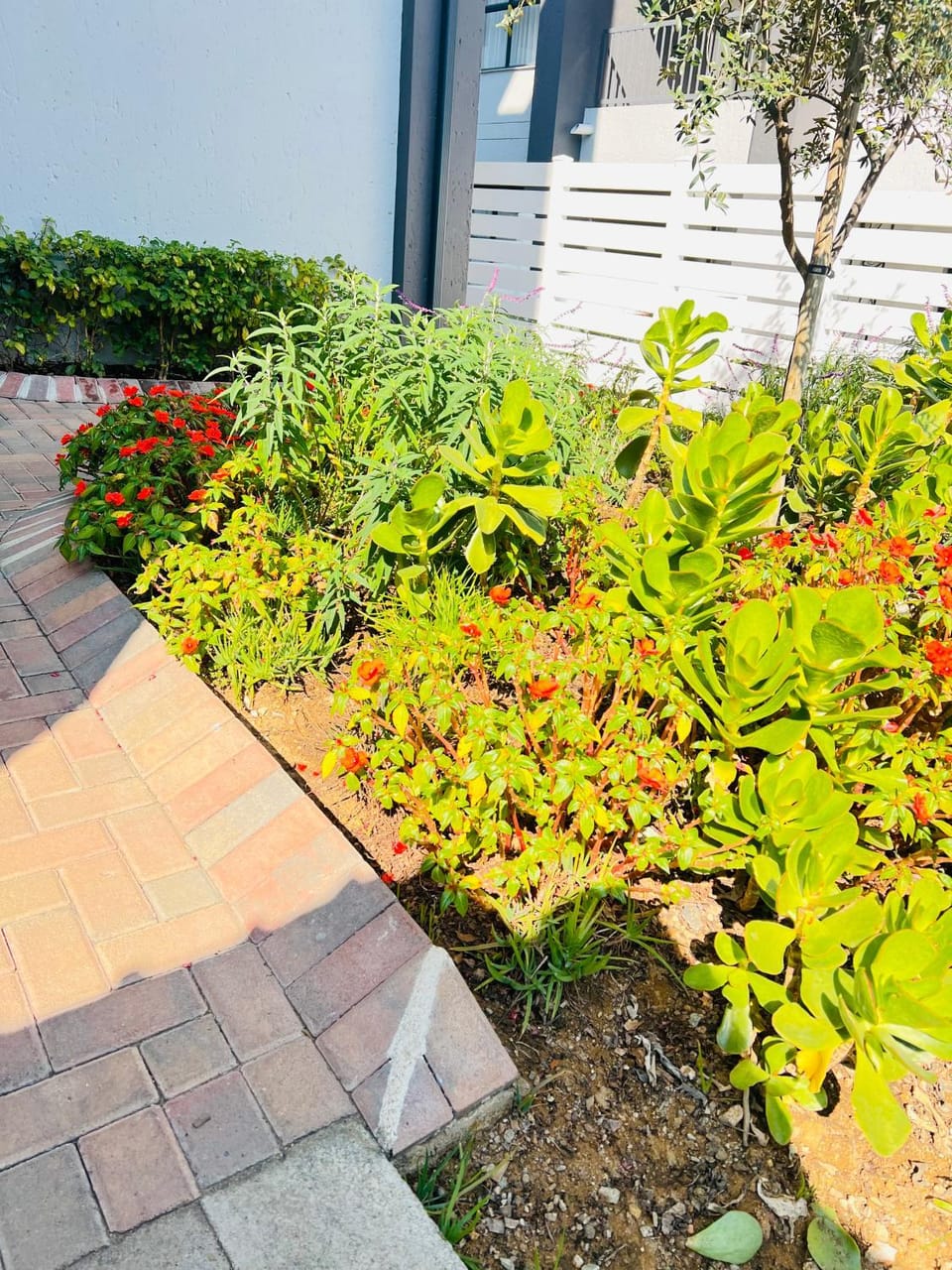 The cozy garden suites Apartment in Sandton