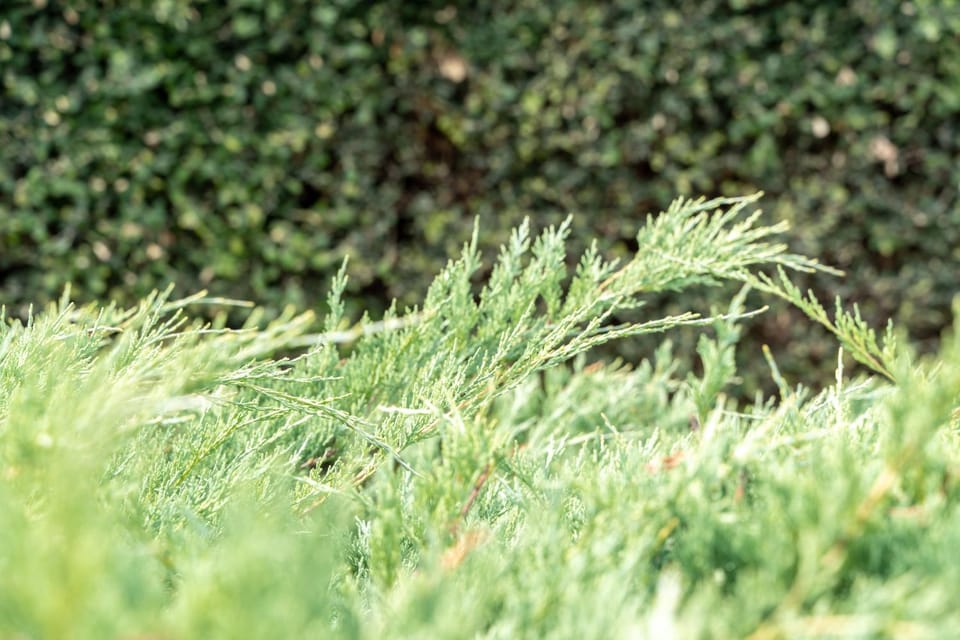 Day, Natural landscape, Garden, Garden view