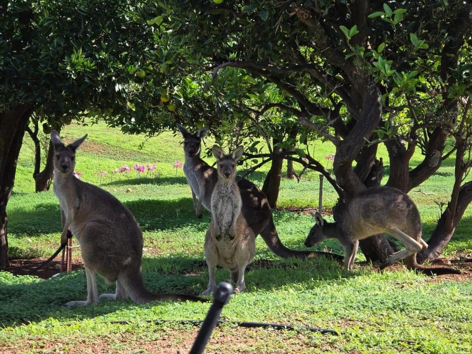 Private Perth Hills Cottage Peaceful Nature Stay House in Kelmscott