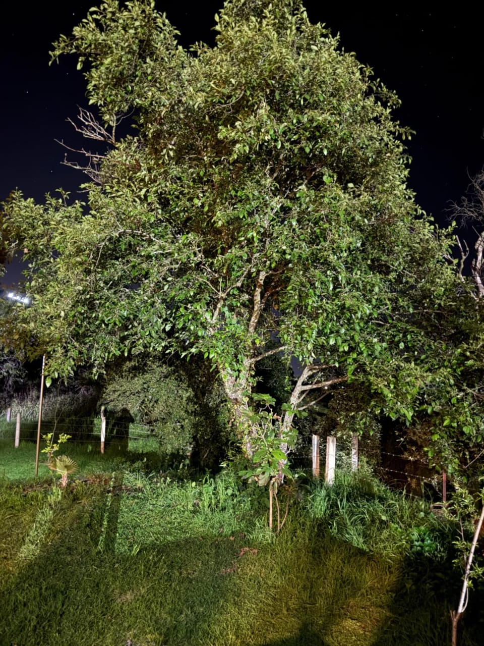 Green garden Villa in Hidalgo, Mexico