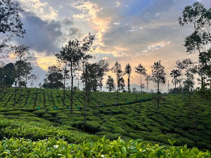 Wayanad Turmerica Premium Pool Resort Resort in Kerala