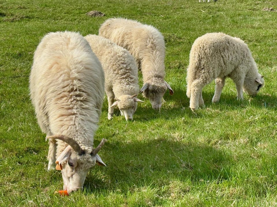 Animals