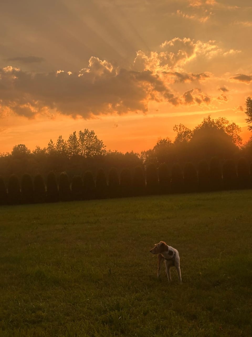 Pets, Sunset
