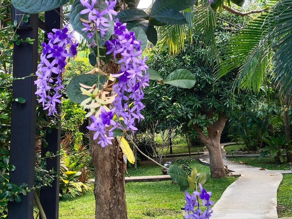 Natural landscape, Garden view