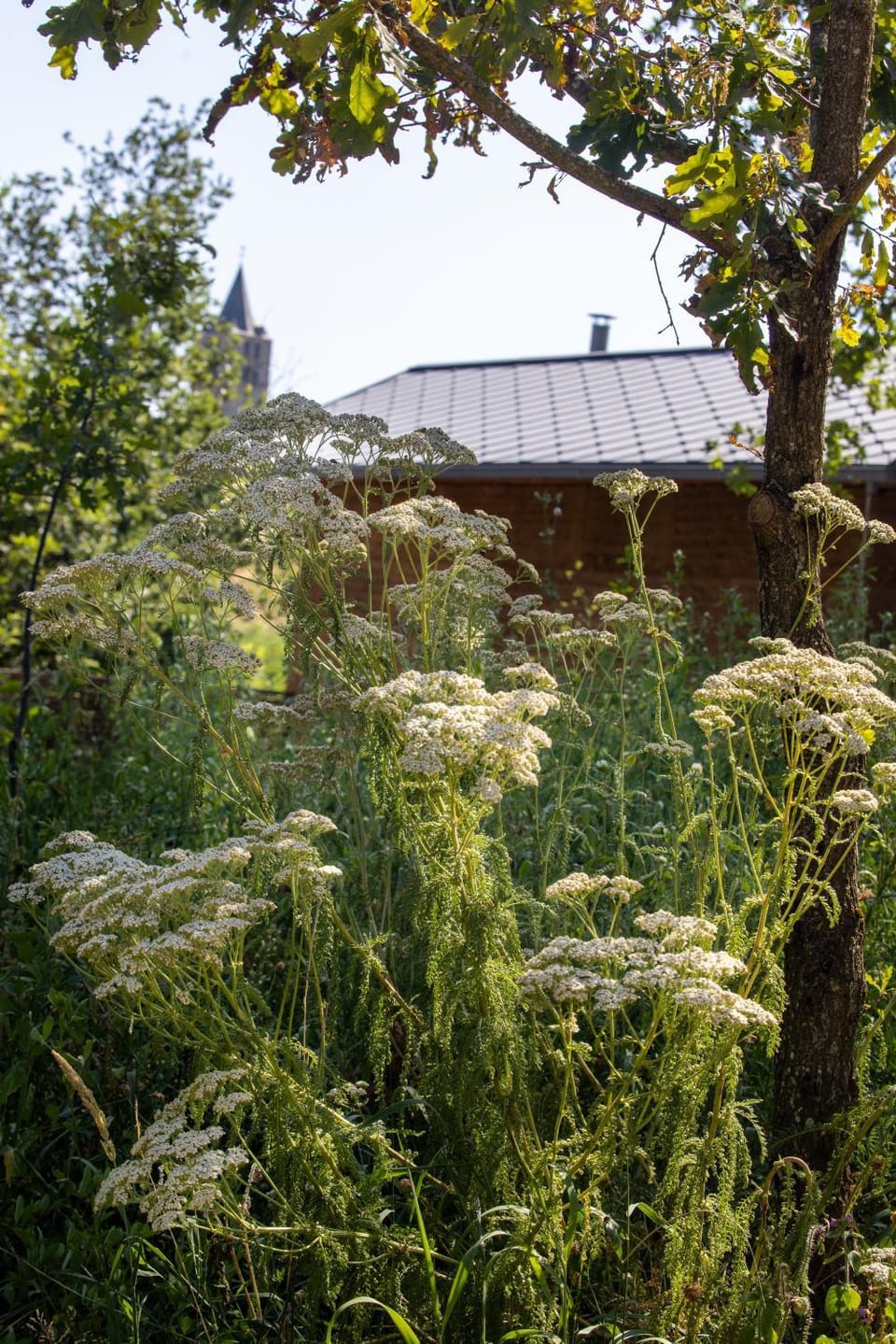 Eco-lodge et SPA - FEU - Domaine Les Safranières Nature lodge in Occitanie