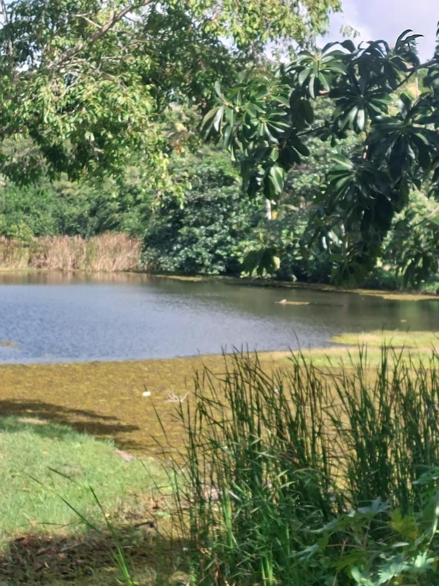 Lake view