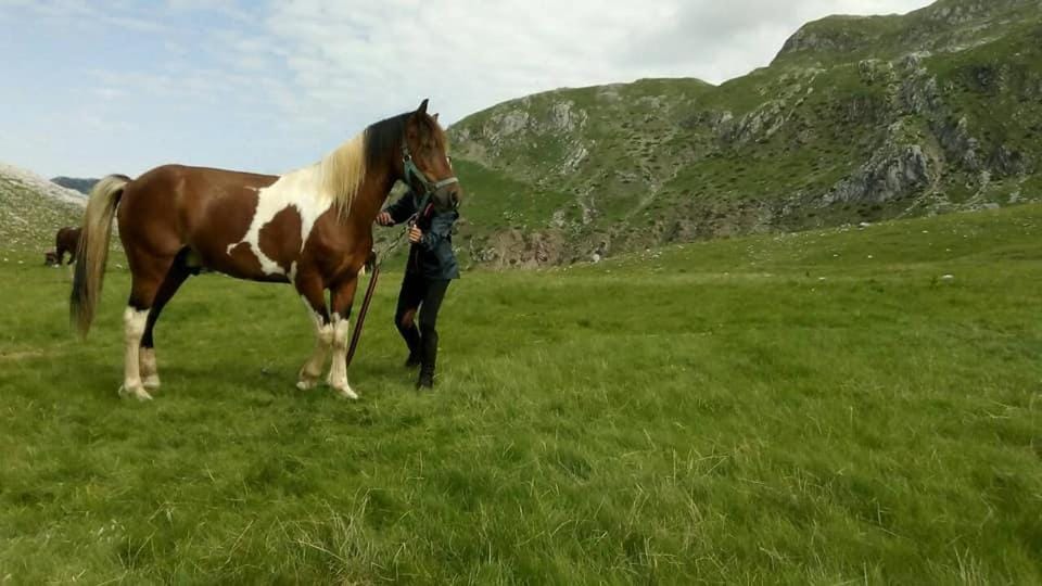 Natural landscape, Animals