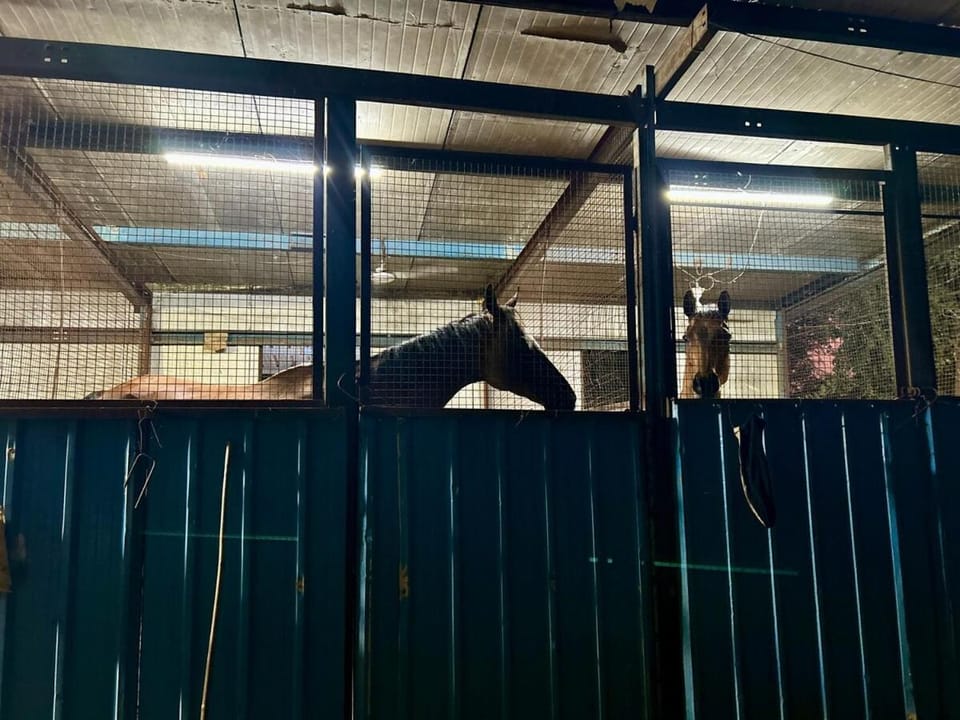 Horse-riding