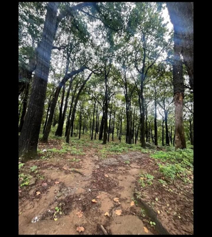 Home stay in middle of forest House in Uttarakhand