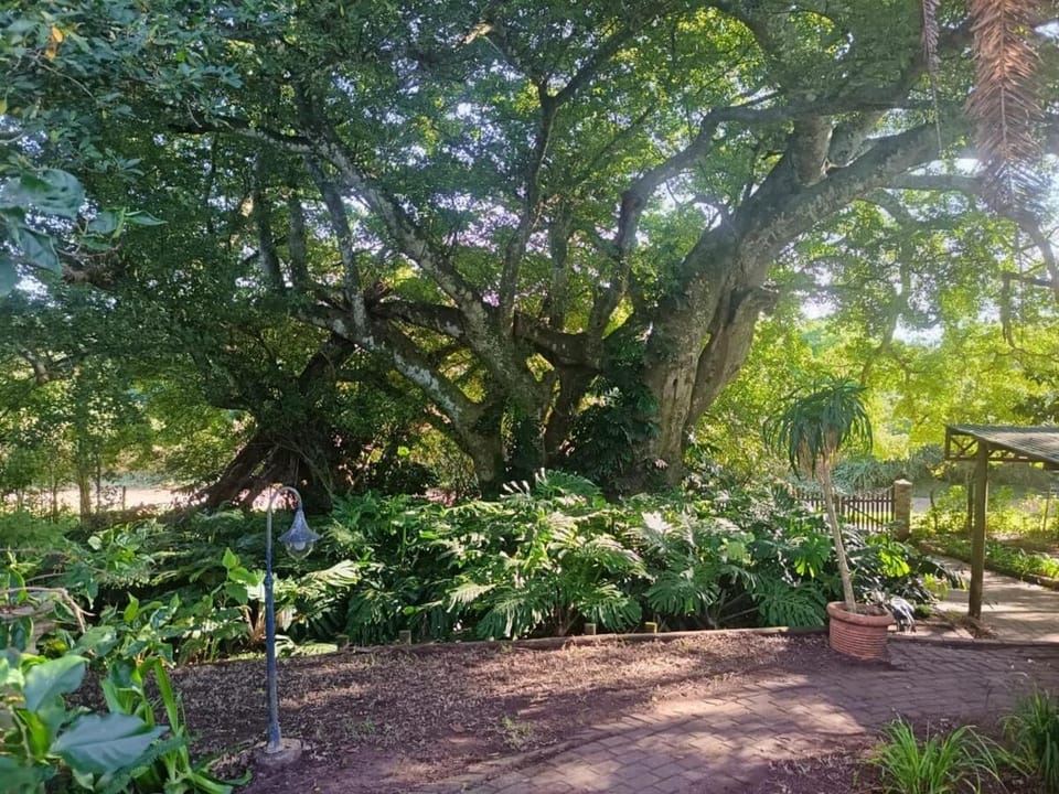 Fig Tree Cottage Apartment in Eastern Cape