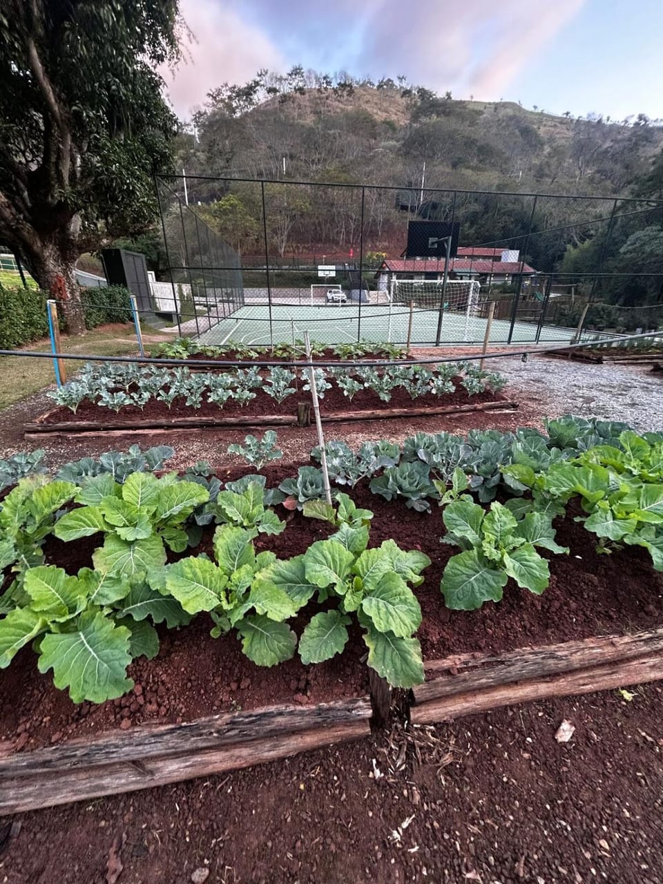 Natural landscape, Garden, Garden view