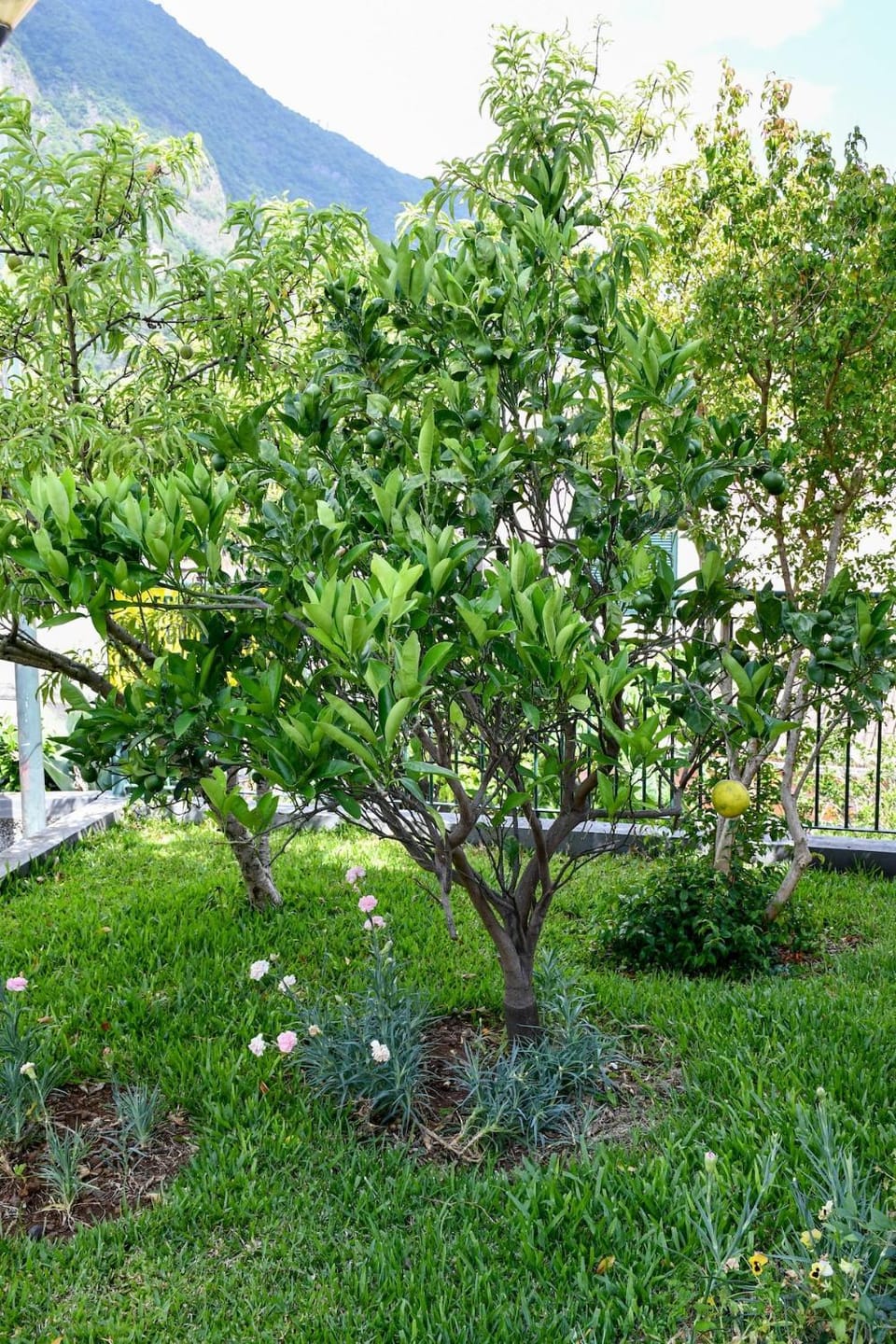 Day, Natural landscape, Garden