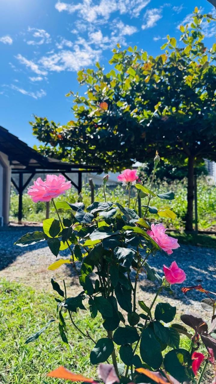 Spring, Day, Garden
