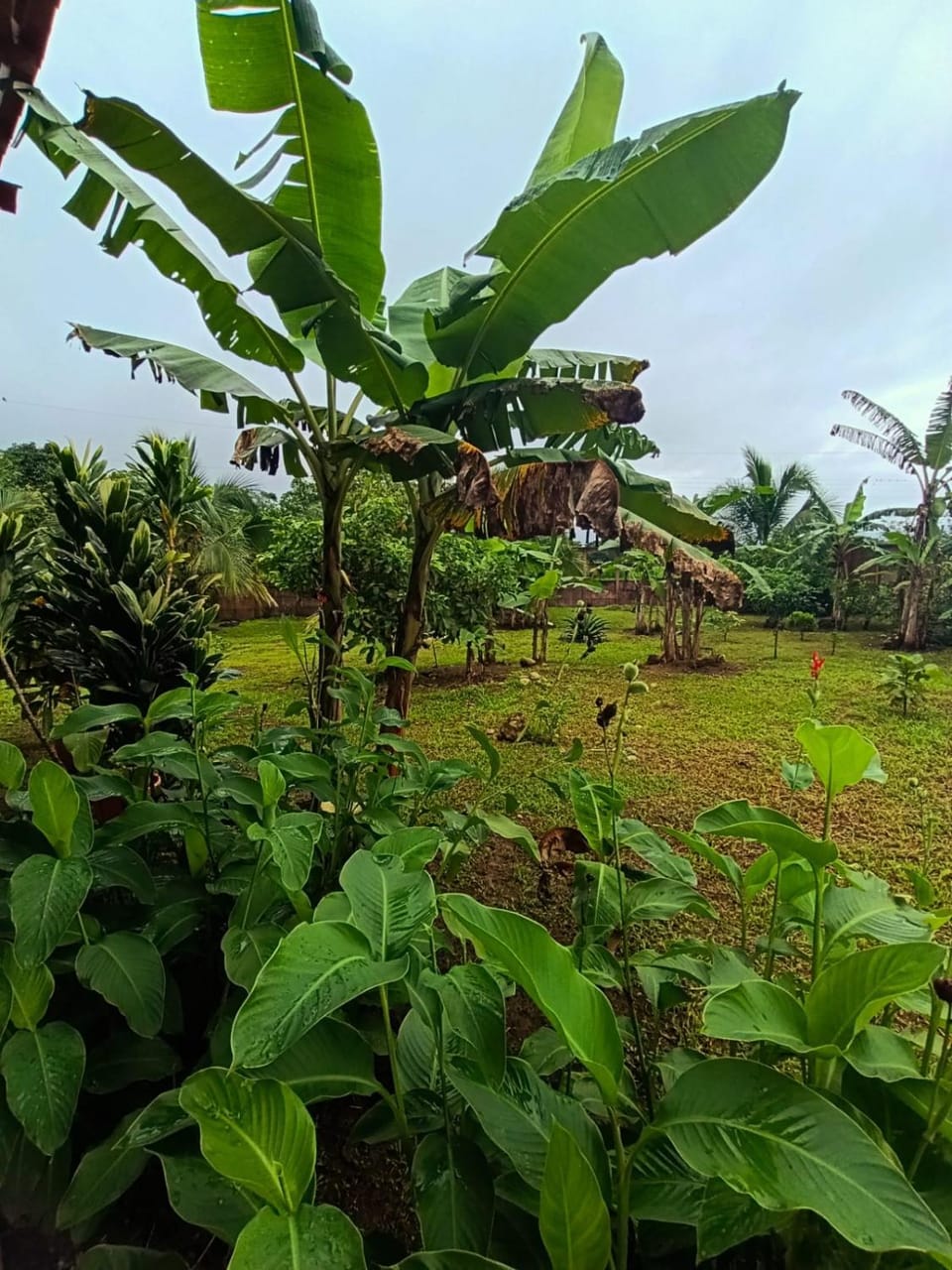 Natural landscape, Garden, Garden view