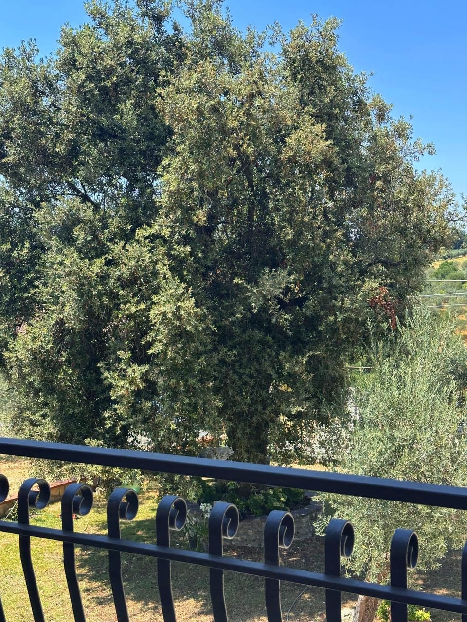 Garden view