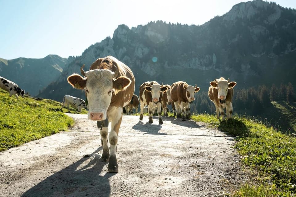 Animals, Mountain view