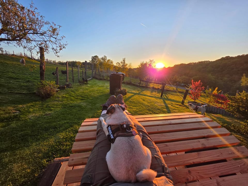 Natural landscape, Garden, Pets