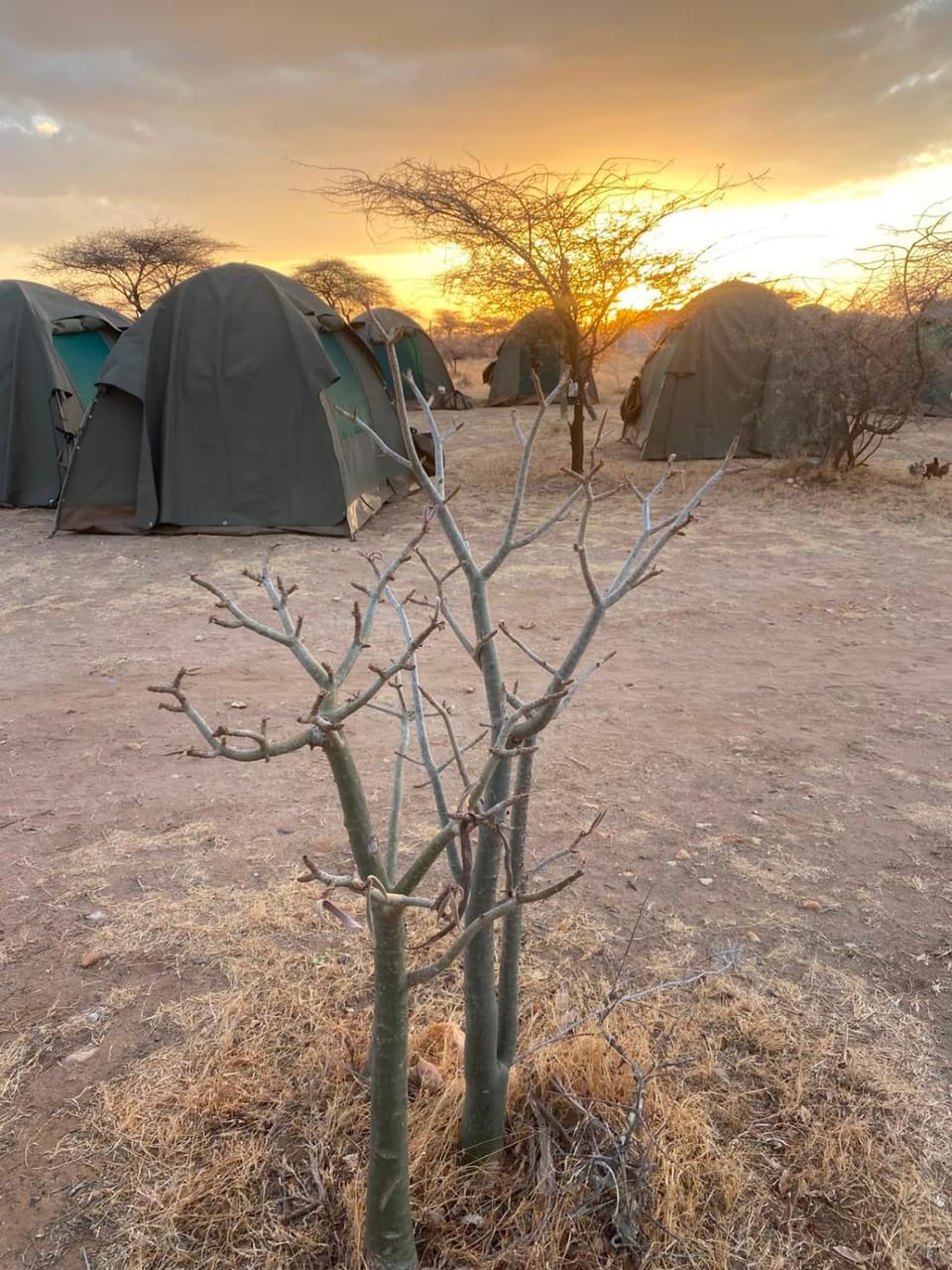 Samburu Tempo Camp Nature lodge in Kenya
