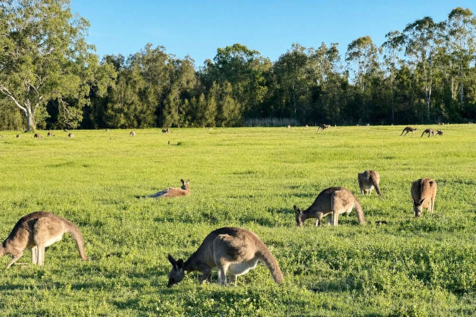 Natural landscape, Animals