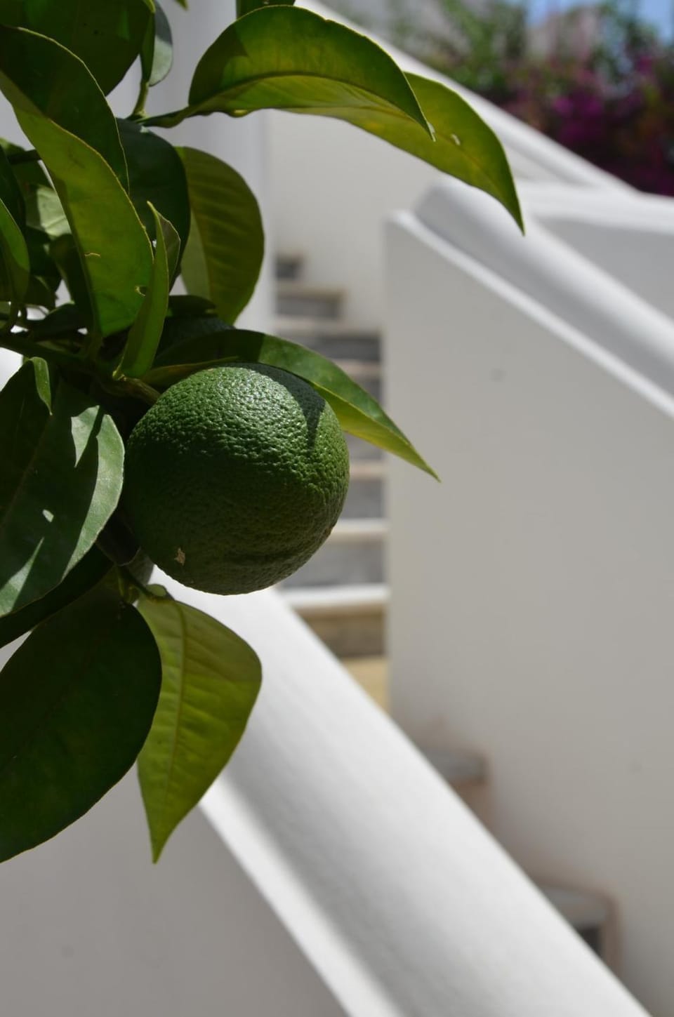 Day, Garden, Garden view