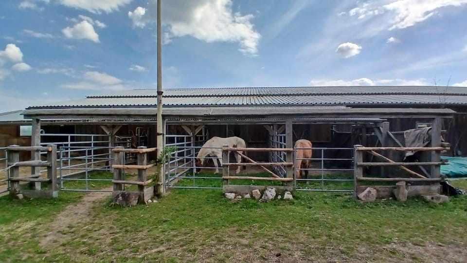 Day, Animals