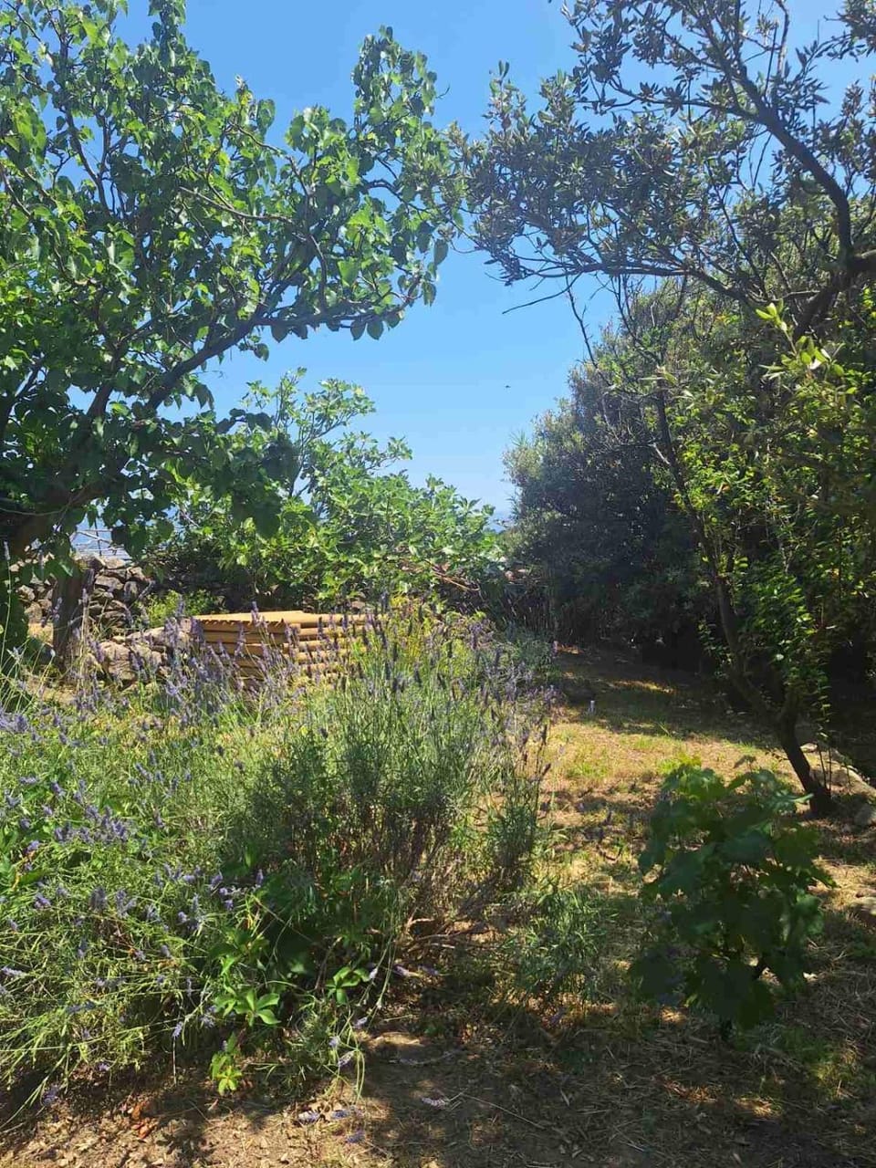 Natural landscape, Garden, Garden view