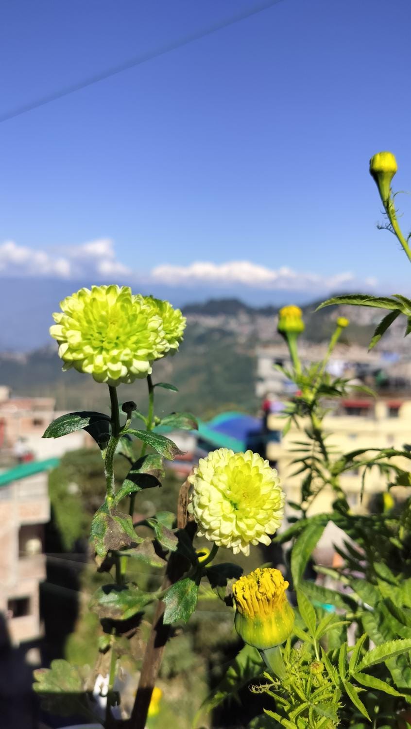 Mendolra Villa Homestay Apartment in Darjeeling