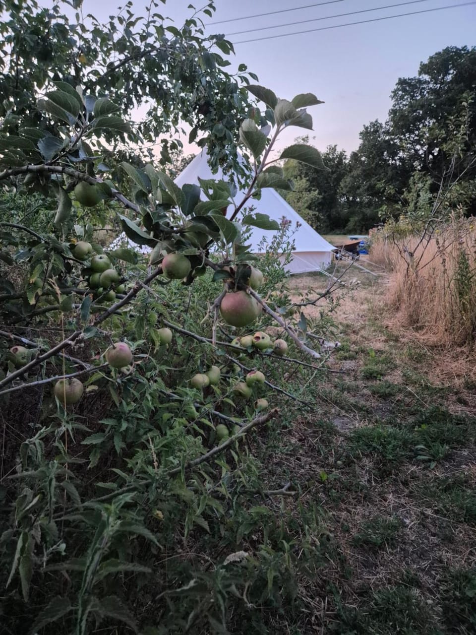 Lyng Farm Campsite Luxury tent in Breckland District
