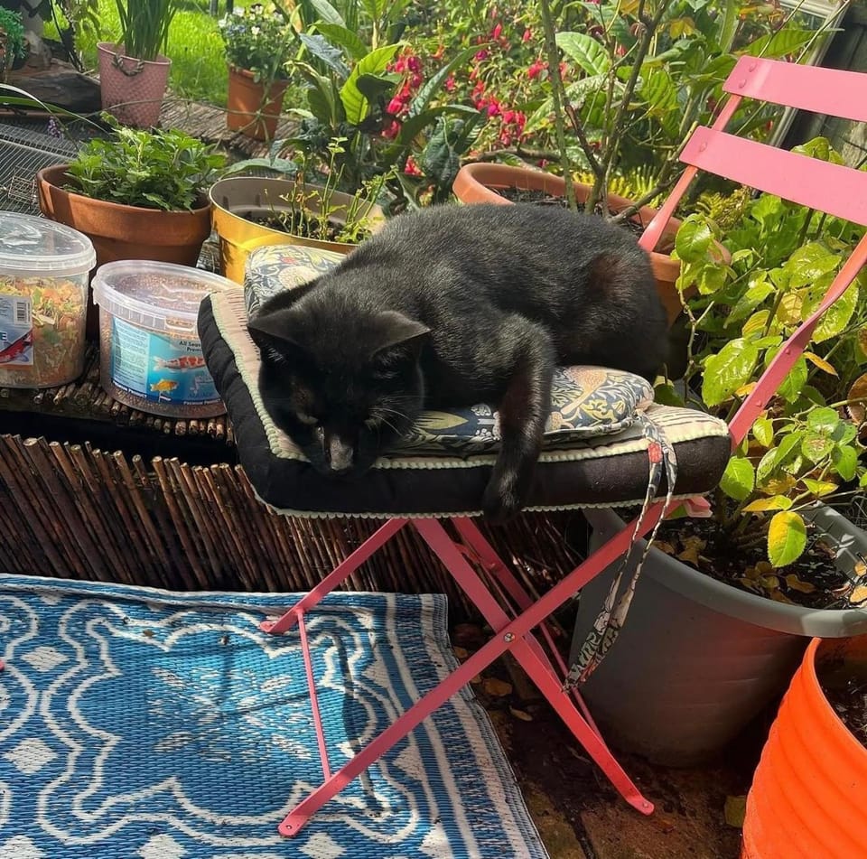 Garden, Pets