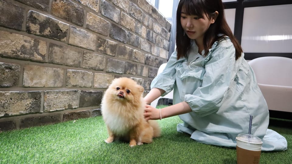 Pets