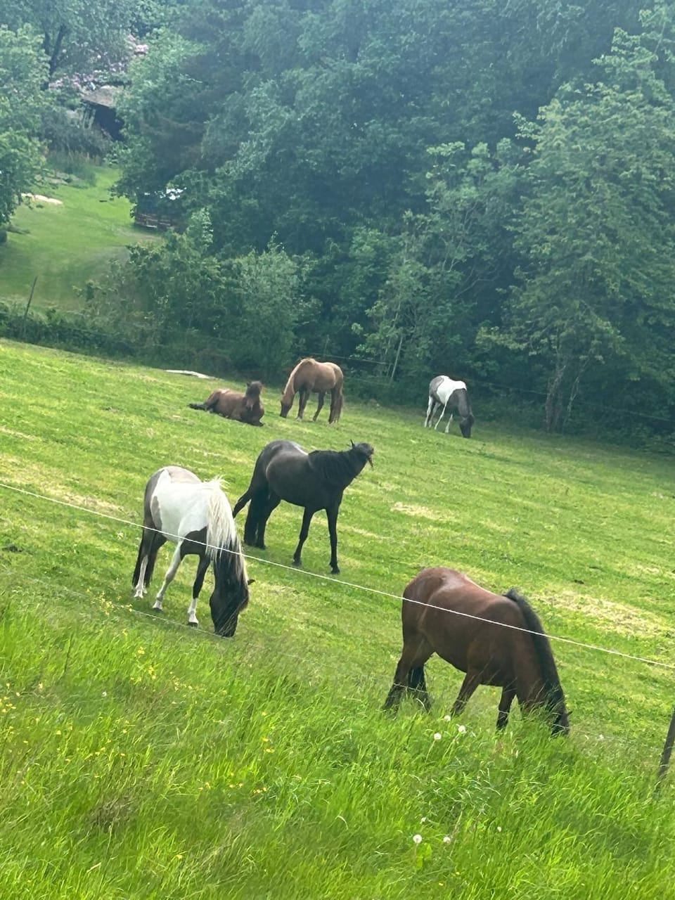 Natural landscape, Animals, Pets