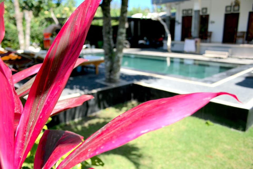 Garden, Swimming pool
