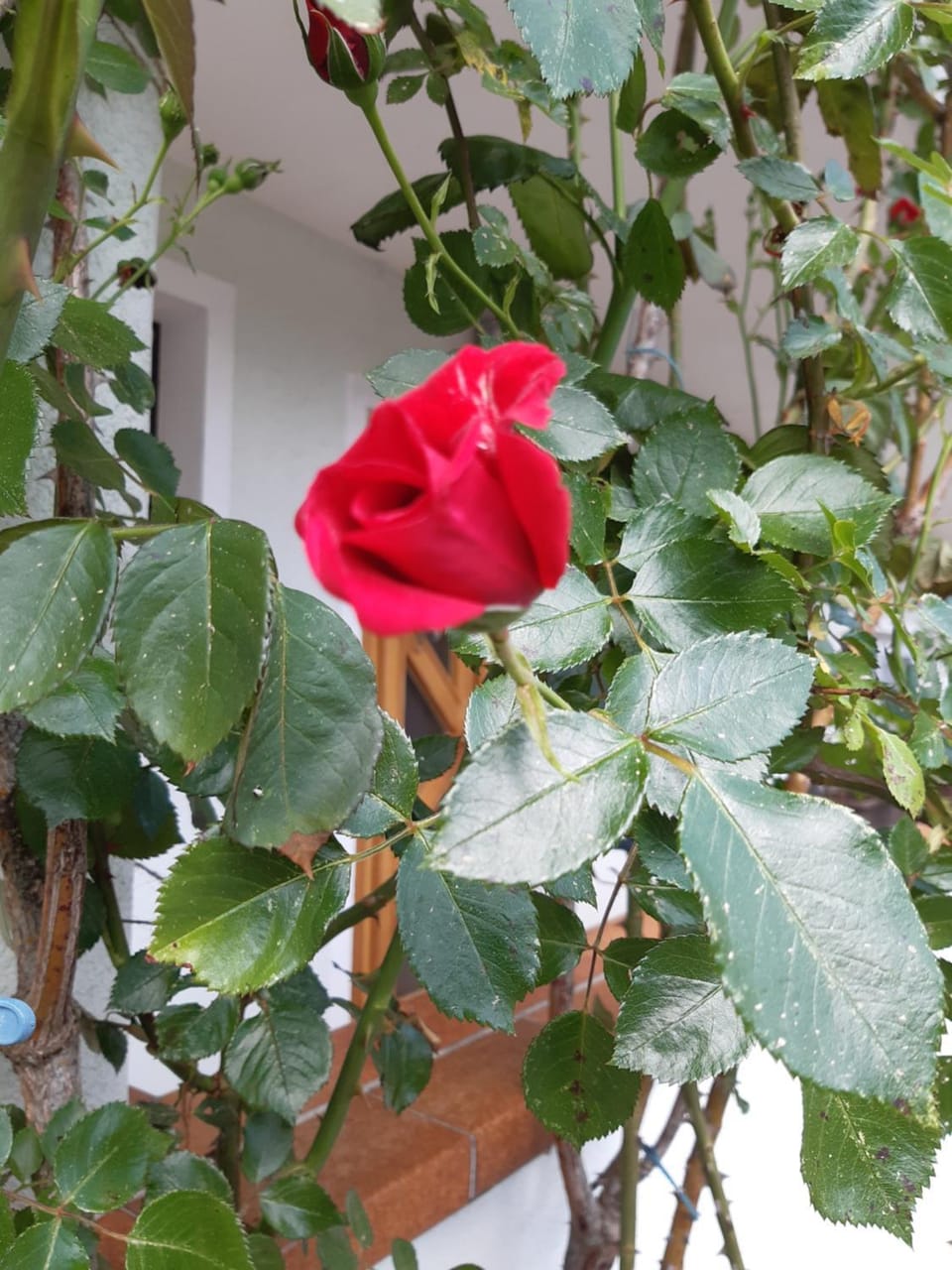 Spring, Day