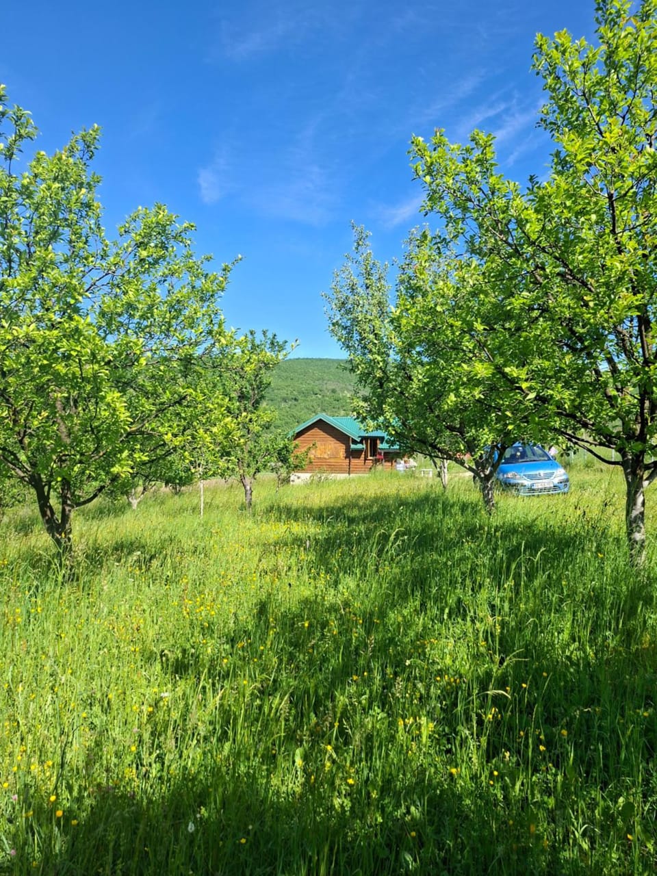 Natural landscape, Garden, Garden view