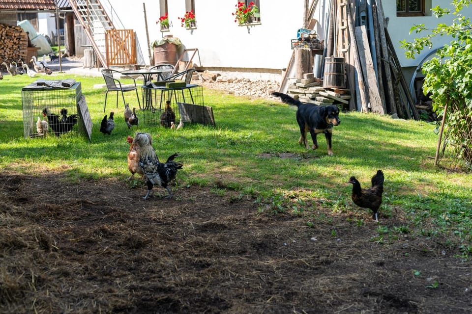 Mojca's Magical Farm Apartment Apartment in Slovenia