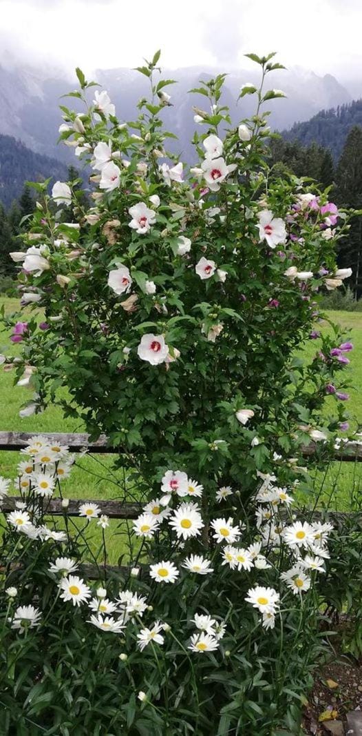Ferienhaus Marianne Apartment in Salzburgerland