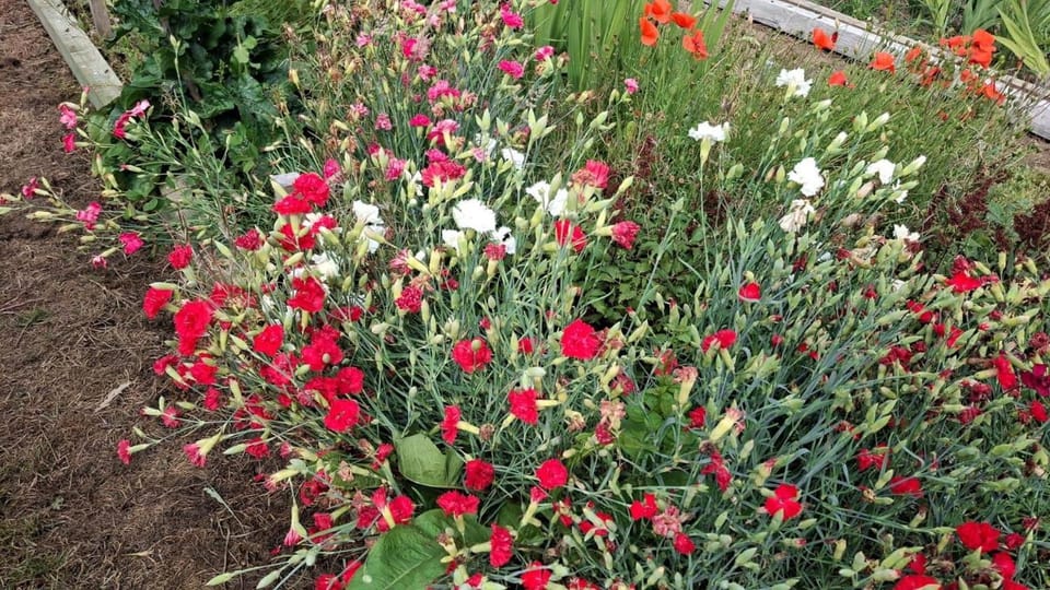 Spring, Day, Garden view