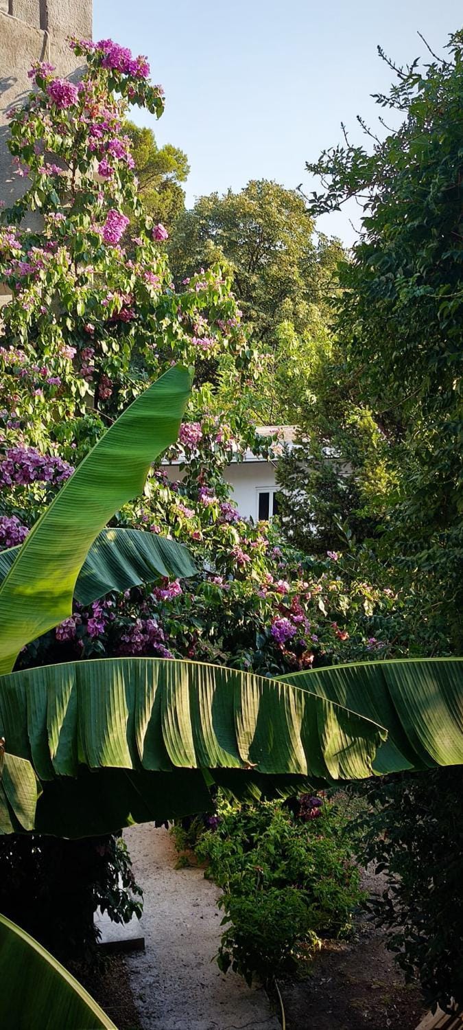 Garden view
