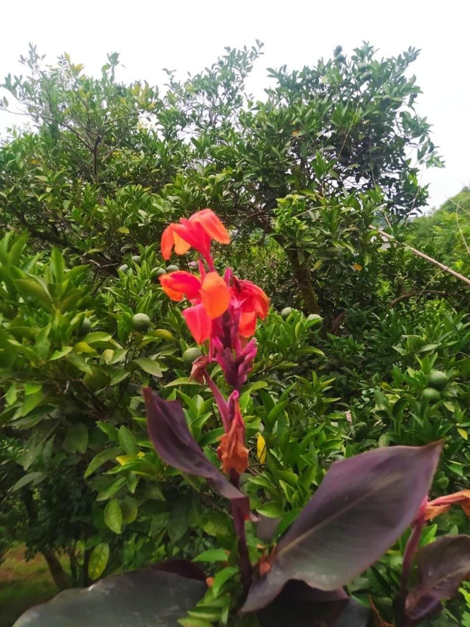 Garden view